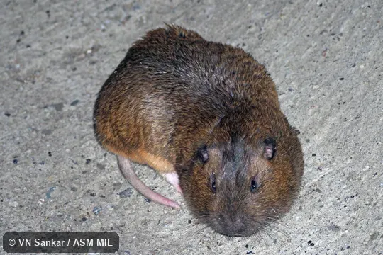 Megascapheus bottae bottae.  Formerly Thomomys bottae.  Also as Valley Pocket Gopher.