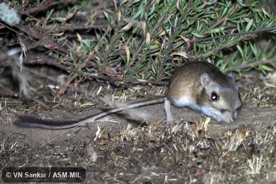 Also as Bonsall Relict Kangaroo Rat. Also as Bonsall Relict Kangaroo Rat.