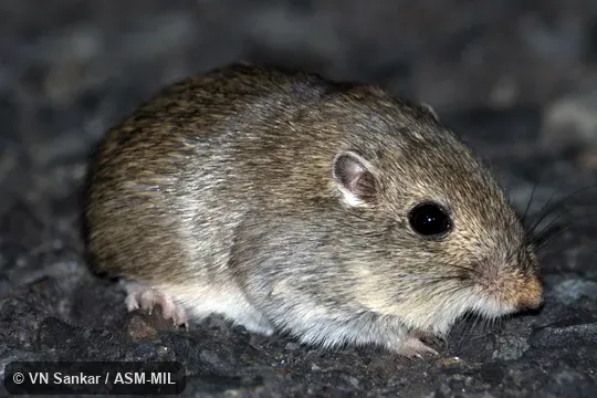 Perognathus parvus columbianus.  Formerly Great Basin Pocket Mouse.