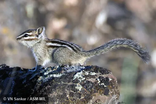 Formerly Tamias minimus grisescens, Least Chipmunk.