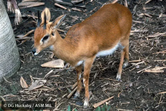 Oblique view of adult male. Oblique view of adult male.