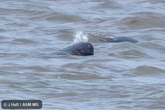 Formerly Neophocaena phocaenoides asiaeorientalis, Finless Porpoise.