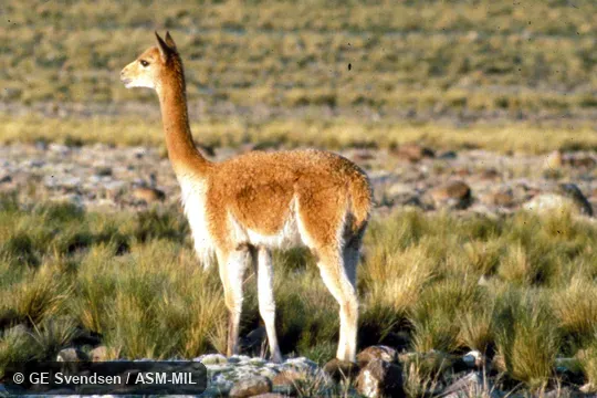 Formerly Vicugna vicugna or Lama mensalis, Peruvian Vicuña.