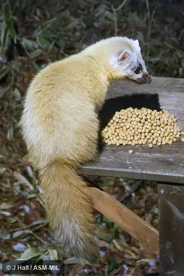 Martes melampus melampus.