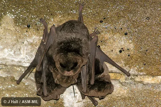 Formerly Miniopterus schreibersii fuliginosus.  Also as Asian Bent-winged Bat, Eastern Bent-winged Bat, Eastern Long-fingered Bat.   Formerly in Vespertilionidae.