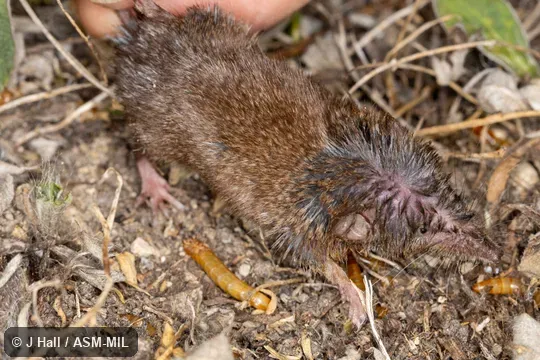 Also as Millet's Shrew.  Formerly Soricomorpha.