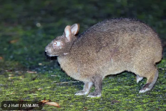 Also as Ryukyu Rabbit.