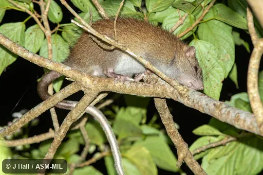 Also as Ryukyu Long-tailed Giant Rat · Ryukyu Rat.