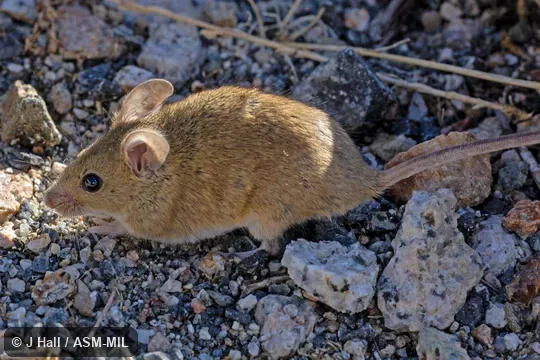 Also as Algerian Mouse · Grassland Mouse.