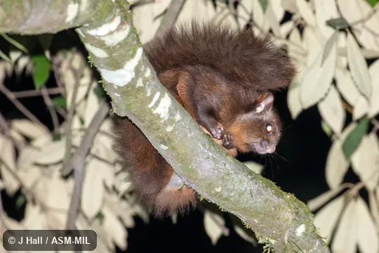 Petaurista leucogenys leucogenys. Petaurista leucogenys leucogenys.