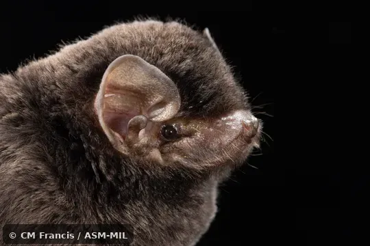 Also as Large Bent-winged Bat, Western Bent-winged Bat, Western Long-fingered Bat.  Formerly in Vespertilionidae.