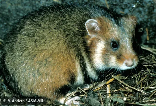 Side view.  Also as Black-bellied Hamster|European Hamster|German Marmot|Great Hamster.