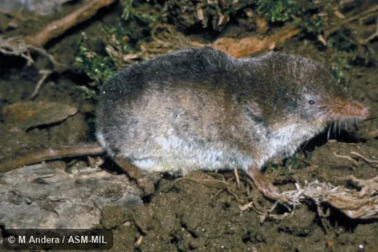 Side view.  Formerly Soricomorpha.  Also as Eurasian Shrew|European Shrew.