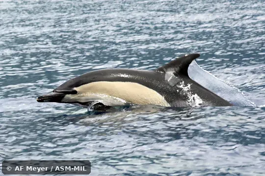 Delphinis delphis delphis.  Formerly in order Cetacea.  Also as Atlantic Dolphin, Common Dolphin, Criss-cross Dolphin, Pacific Dolphin, Saddle-backed Dolphin, Short-beaked Saddleback Dolphin, White-bellied Porpoise.