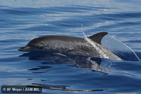 Formerly in order Cetacea.  Also as Bridled Dolphin, Cuvier's Porpoise, Spotted Porpoise.