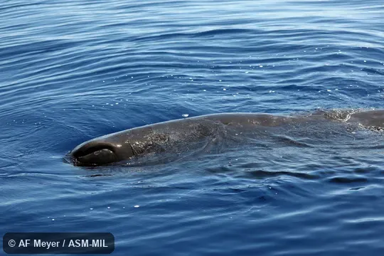 Formerly in order Cetacea.  Formerly as Physeter catodon.  Also as Cachalot, Pot Whale, Spermacet Whale.