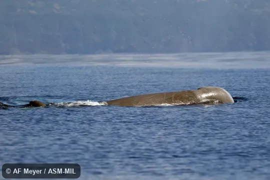 Formerly in order Cetacea.  Also as Bottlehead · Bottlie · Common Bottlenose Whale · Flounder's Head · North Atlantic Bottlenose Whale.