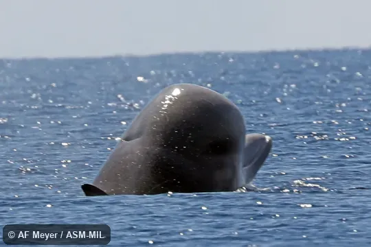 Formerly in order Cetacea.  Also as Bottlehead · Bottlie · Common Bottlenose Whale · Flounder's Head · North Atlantic Bottlenose Whale.