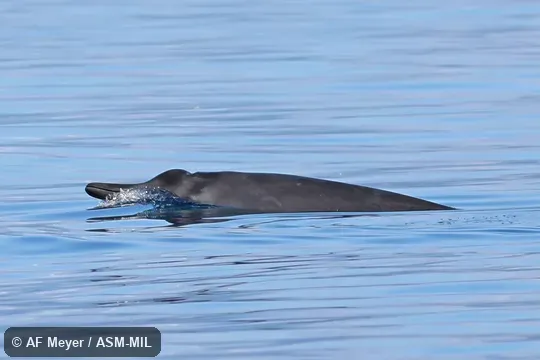 Formerly in order Cetacea.  Also as North Atlantic Beaked Whale · North Sea Beaked Whale.