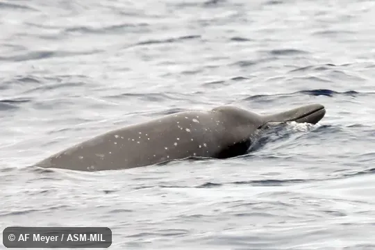 Formerly in order Cetacea.  Also as North Atlantic Beaked Whale · North Sea Beaked Whale.