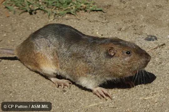 Megascapheus bottae bottae.  Formerly Thomomys bottae.  Also as Valley Pocket Gopher.