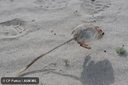 Dipodomys deserti deserti.  Bipedal full-bound.
