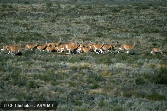Herd with juveniles.  Formerly Lama glama guanicoe.