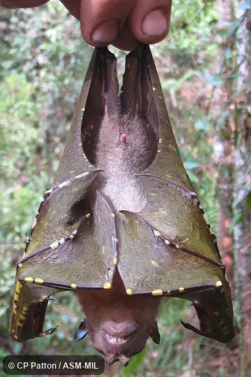 Also as Northern Tube-nosed Bat · Pallas's Tube-nosed Bat · Torresian Tube-nosed Bat.