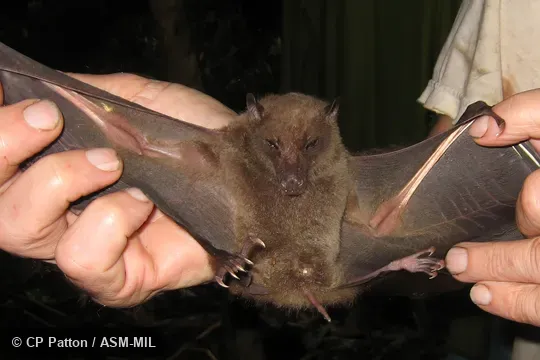 Formerly Rousettus (Rousettus) celebensis.  Also as Sulawesian Rousette.