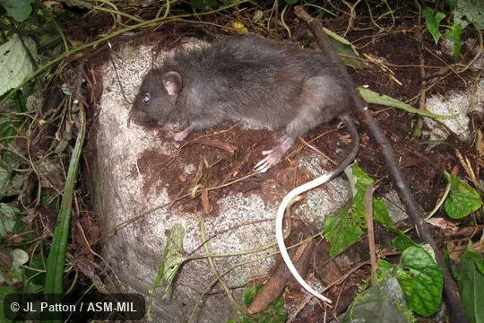Formerly Paruromys dominator.  Also as Sulawesi Giant Rat.