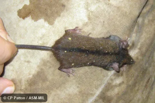 Also as Striped Shrew Tenrec.