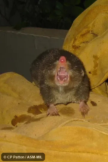 Also as Fossorial Tenrec · Hova Mole Tenrec · Hova Rice Tenrec.