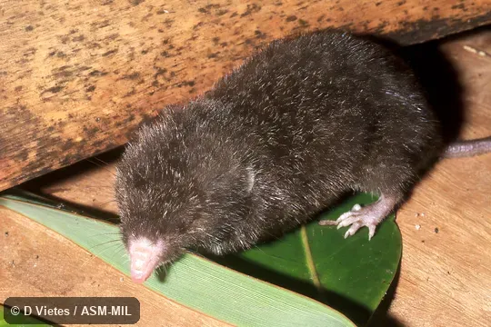 Also as Fossorial Tenrec · Hova Mole Tenrec · Hova Rice Tenrec.