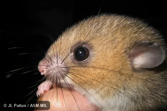 Also as White-tailed Antsangy.