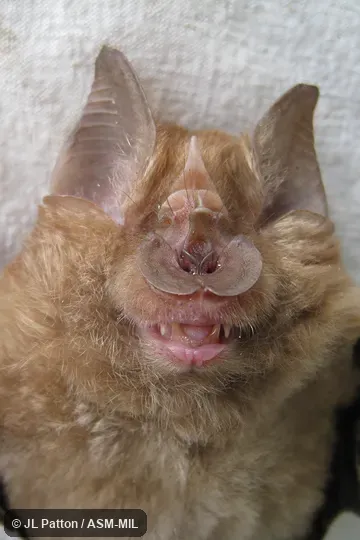 Rhinolophus blasii empusa.  Also as Peak-saddle Horseshoe Bat.