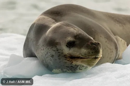 Also as Sea Leopard.
