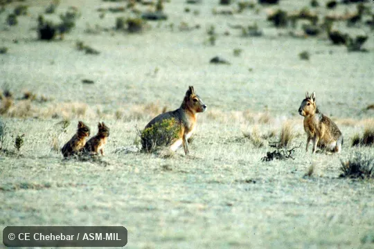 Two adults and two young.  Also as Mara, Patagonian Cavy, Patagonian Hare.