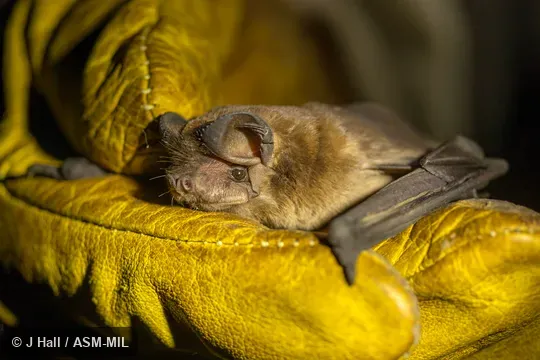 Formerly Molossus currentium currentium.  Also as Thomas's Free-tailed Bat · Corrientes Mastiff Bat.