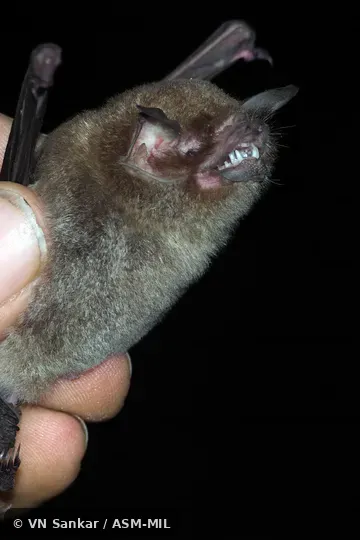 Formerly Pteronotus parnellii mexicanus, Common Mustached Bat.  Also as Mexican Mustached Bat.