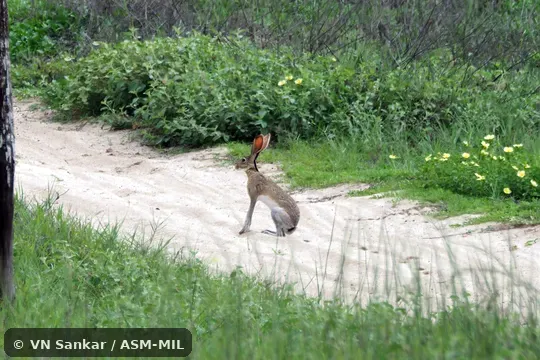 Formerly Lepus californicus altamirae, Black-tailed Jackrabbit.  Also as Alta Mira Jackrabbit.
