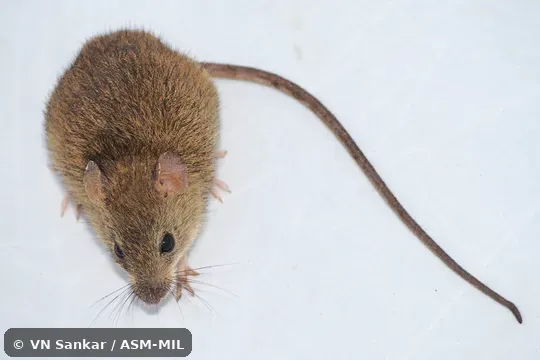 Formerly Oryzomys melanotus, Handleomys melanotus. Also as Black-eared Oryzomys.