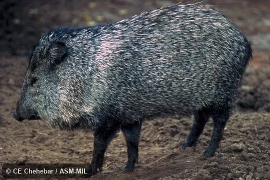 Side view, Dicotyles tajacu tajacu.  Formerly as Pecari tajacu, South American Collared Peccary.