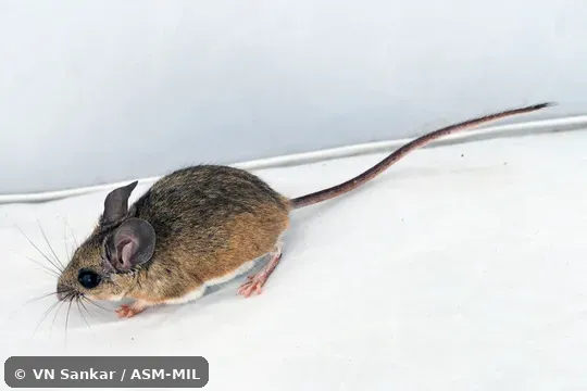 Also as Encinal Mouse.