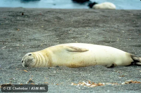 Side view of female.  Also as South Atlantic Elephant Seal|Southern Sea Elephant.