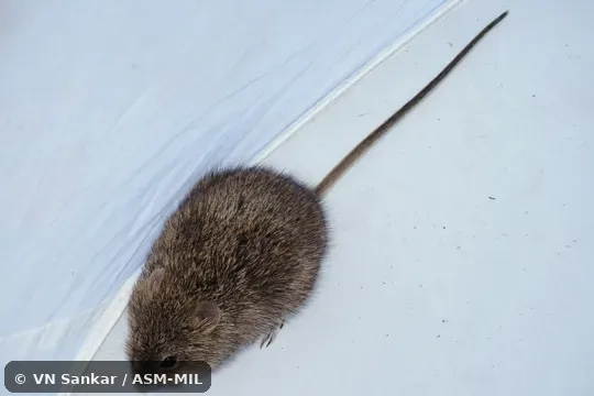 Also as Jaliscan Cotton Rat. Also as Jaliscan Cotton Rat.