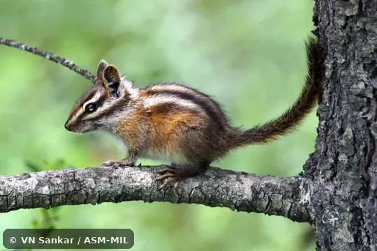 Formerly part of Tamias or Neotamias durangae, Durango Chipmunk, 