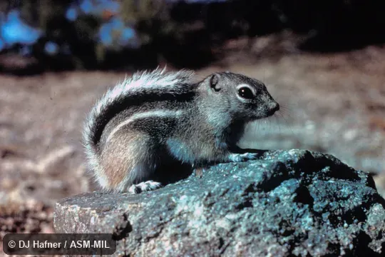Side view, tail arched over back Side view, tail arched over back