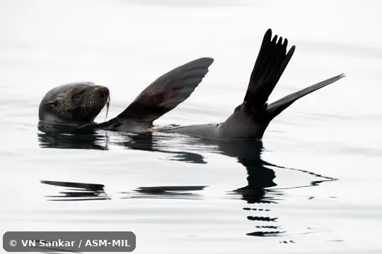 Formerly Arctophoca townsendi.  Also as Lower Californian Fur Seal.