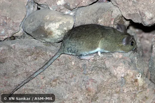 Neotoma bryanti intermedia.  Formerly Neotoma lepida californica, Desert Woodrat.