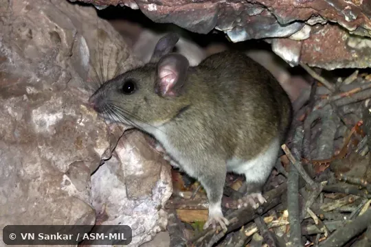 Neotoma fuscipes perplexa.  Also as San Joaquin Valley Woodrat · Riparian Woodrat.